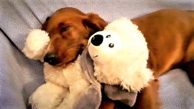 IL CANE CORSO CUCCIOLI E ALLEVAMENTI NEWS