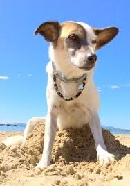 Il lutto per la perdita di un nostro amico a quattro zampe. NEWS