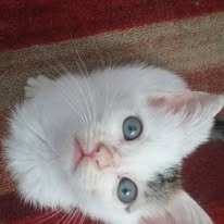 LA POSTA DEL CUORE DEI NOSTRI AMICI ANIMALI. LE PULCI, UN NEMICO DA NON SOTTOVALUTARE. 