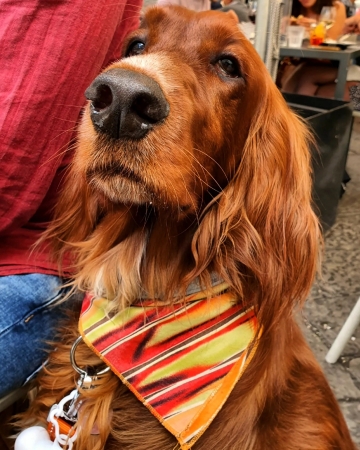 LA POSTA DEL CUORE DEI NOSTRI AMICI ANIMALI DI IMMA PAONE. CUCCIOLI ED ALLEVAMENTI. NEWS