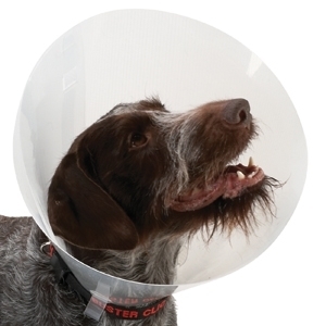 COLLARE ELISABETTIANO CLASSIC TRASPARENTE Cani e Gatti